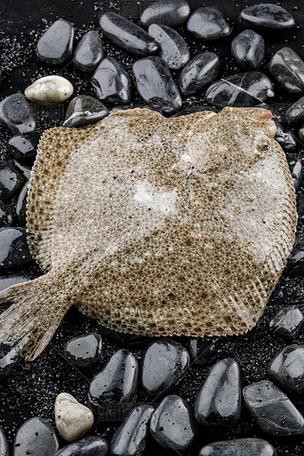 多寶魚可愛圖片【多寶魚——名貴的“海中雉雞”——多寶魚】 龍魚論壇 第22張 多寶魚可愛圖片【多寶魚——名貴的“海中雉雞”——多寶魚】 多寶魚可愛圖片【多寶魚——名貴的“海中雉雞”——多寶魚】 龍魚論壇 第22張