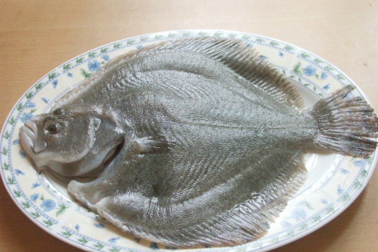 多寶魚可愛圖片【多寶魚——名貴的“海中雉雞”——多寶魚】 多寶魚可愛圖片【多寶魚——名貴的“海中雉雞”——多寶魚】 龍魚論壇 第28張