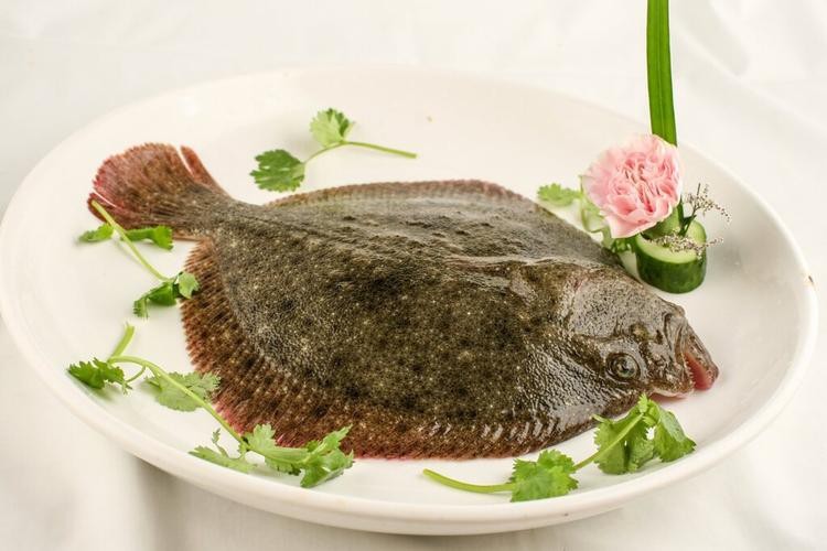 多寶魚可愛圖片【多寶魚——名貴的“海中雉雞”——多寶魚】 多寶魚可愛圖片【多寶魚——名貴的“海中雉雞”——多寶魚】 龍魚論壇 第26張