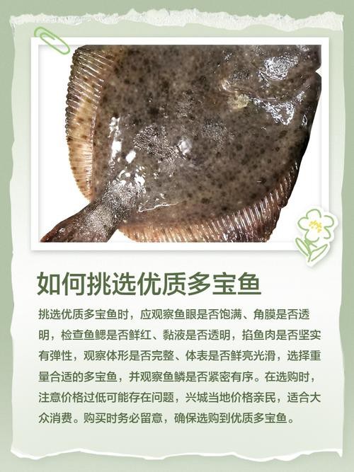 多寶魚可愛圖片【多寶魚——名貴的“海中雉雞”——多寶魚】 龍魚論壇 第24張 多寶魚可愛圖片【多寶魚——名貴的“海中雉雞”——多寶魚】 多寶魚可愛圖片【多寶魚——名貴的“海中雉雞”——多寶魚】 龍魚論壇 第24張