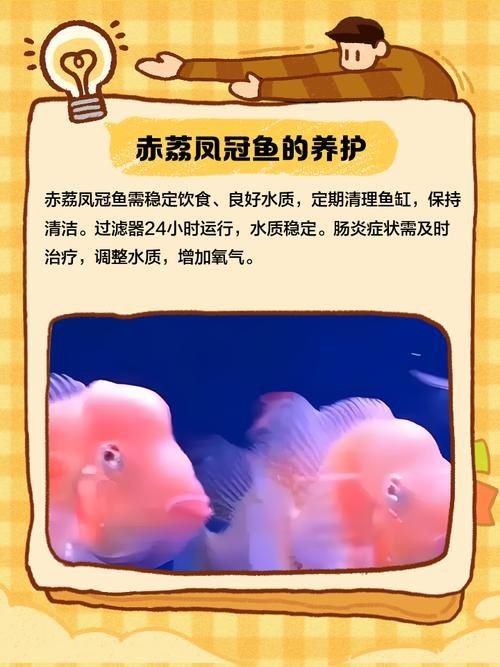荔枝鳳冠魚圖片【荔枝鳳冠魚是一種極具特色的觀賞魚】