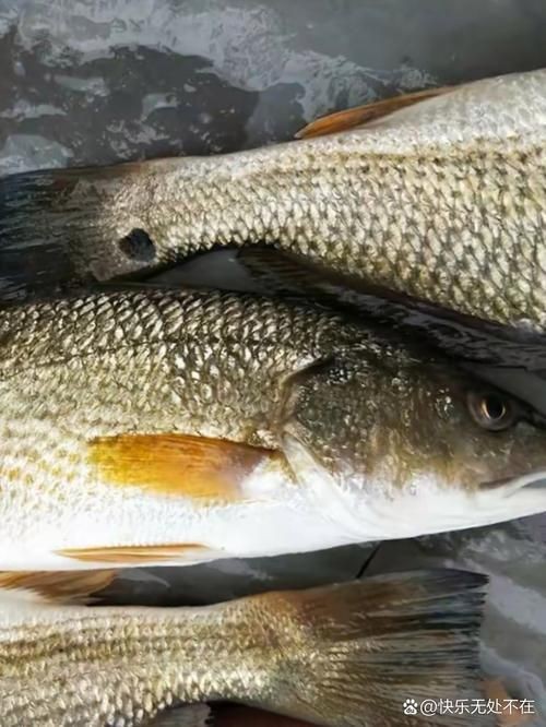 荔枝鳳冠魚圖片【荔枝鳳冠魚是一種極具特色的觀賞魚】