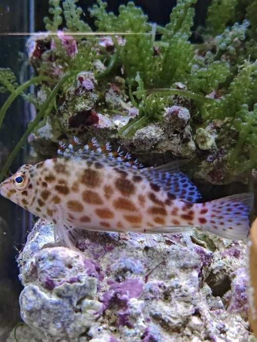 荔枝鳳冠魚圖片【荔枝鳳冠魚是一種極具特色的觀賞魚】