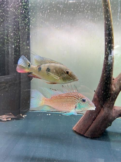 荔枝鳳冠魚圖片【荔枝鳳冠魚是一種極具特色的觀賞魚】