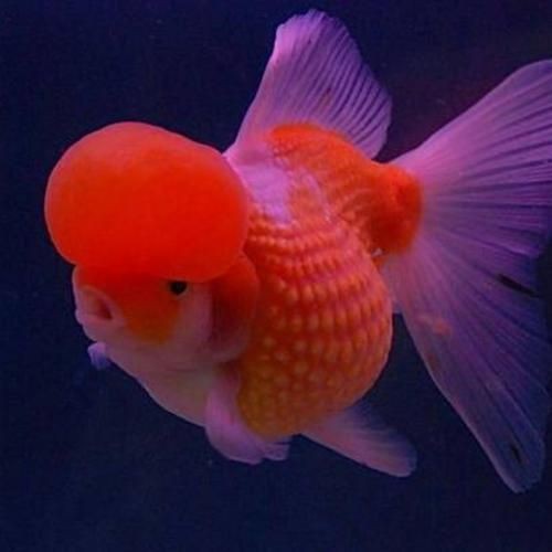 荔枝鳳冠魚圖片【荔枝鳳冠魚是一種極具特色的觀賞魚】