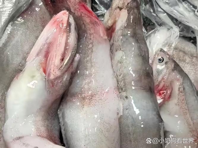 荔枝鳳冠魚圖片【荔枝鳳冠魚是一種極具特色的觀賞魚】