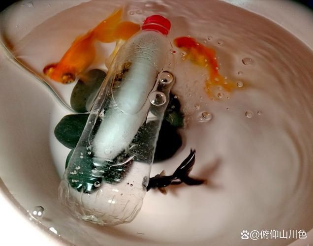 荔枝鳳冠魚圖片【荔枝鳳冠魚是一種極具特色的觀賞魚】