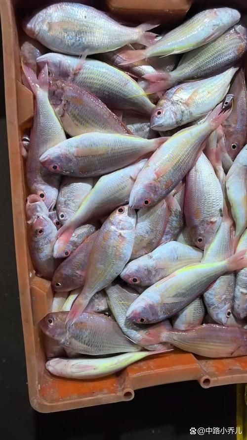 荔枝鳳冠魚圖片【荔枝鳳冠魚是一種極具特色的觀賞魚】