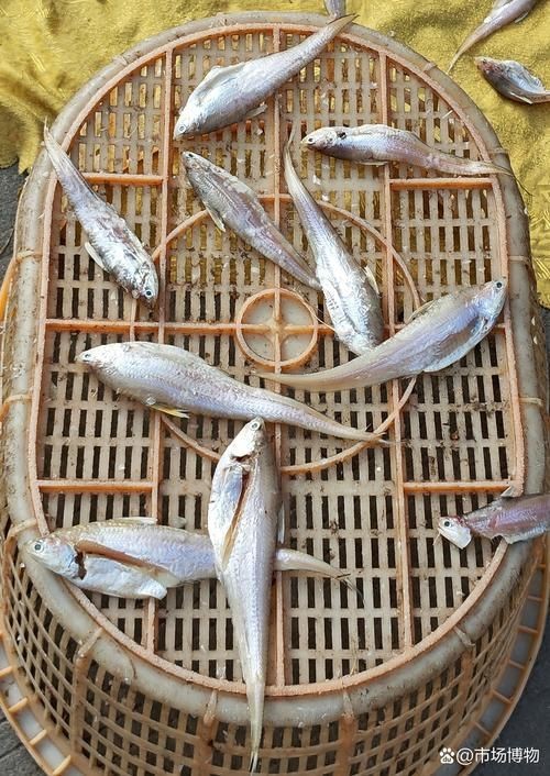 荔枝鳳冠魚圖片【荔枝鳳冠魚是一種極具特色的觀賞魚】