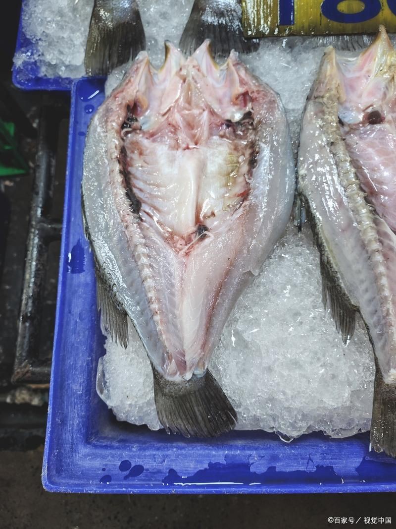 荔枝鳳冠魚圖片【荔枝鳳冠魚是一種極具特色的觀賞魚】