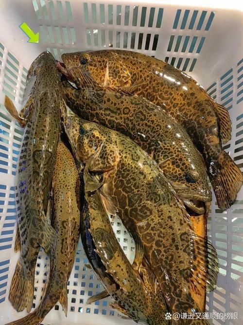 荔枝鳳冠魚圖片【荔枝鳳冠魚是一種極具特色的觀賞魚】