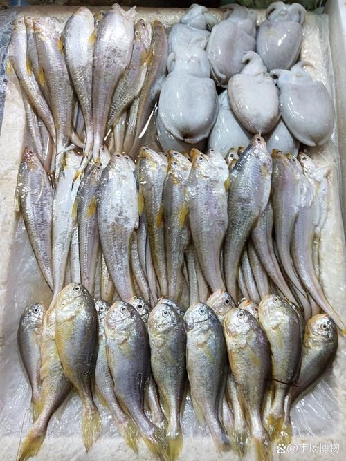 荔枝鳳冠魚圖片【荔枝鳳冠魚是一種極具特色的觀賞魚】