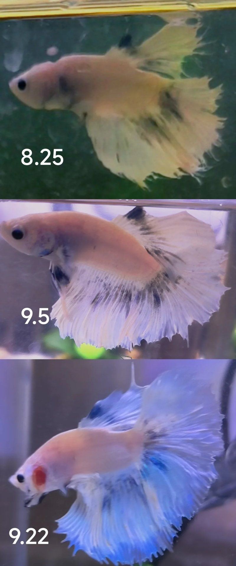 荔枝鳳冠魚圖片【荔枝鳳冠魚是一種極具特色的觀賞魚】