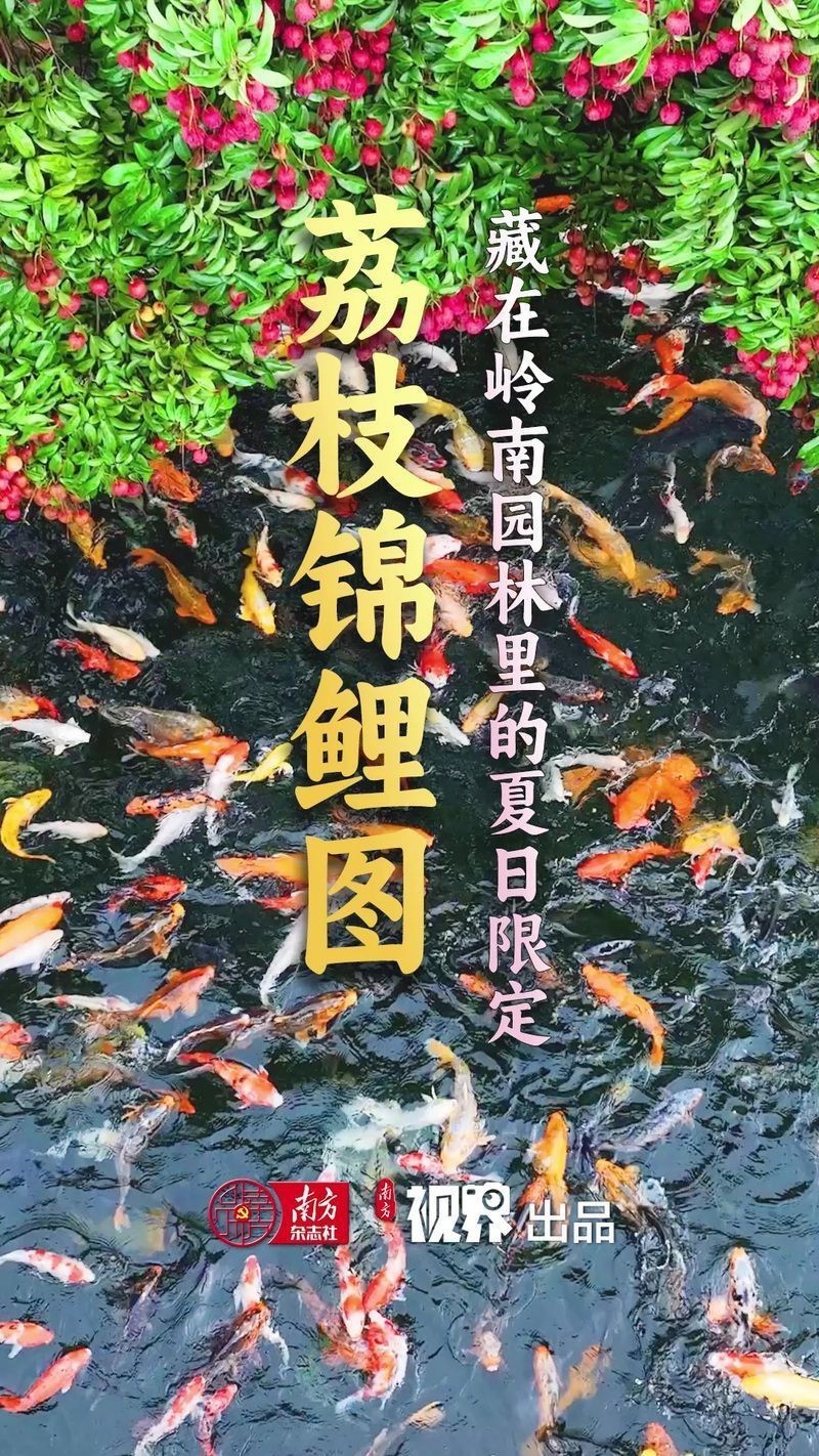 荔枝鳳冠魚圖片【荔枝鳳冠魚是一種極具特色的觀賞魚】