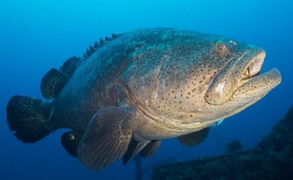 獅斑魚用肺呼吸嗎視頻【獅斑魚用肺呼吸嗎，】