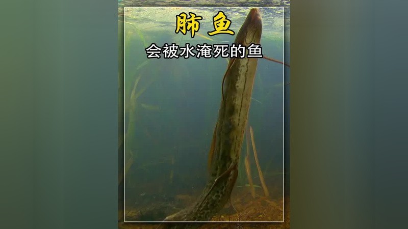 獅斑魚用肺呼吸嗎視頻【獅斑魚用肺呼吸嗎，】