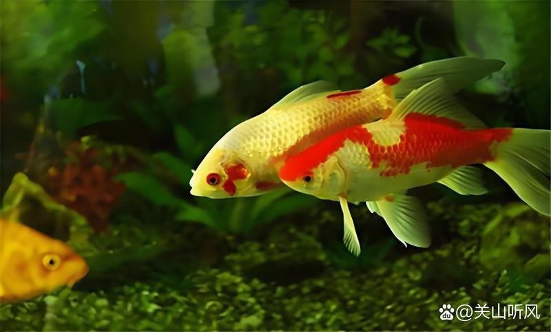 獅斑魚用肺呼吸嗎視頻【獅斑魚用肺呼吸嗎，】