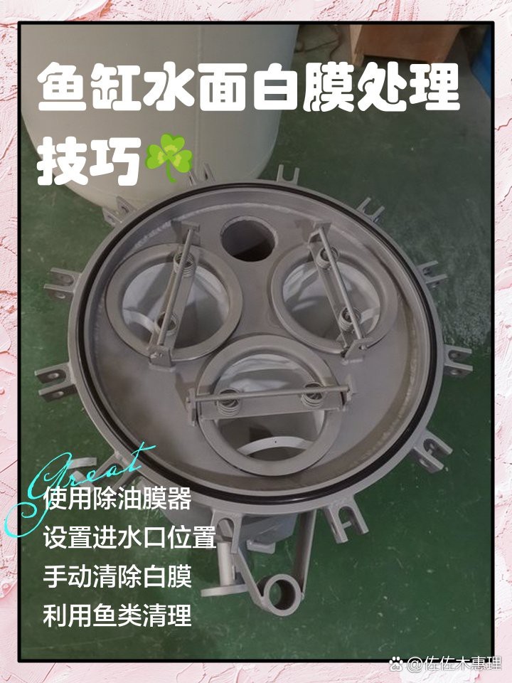 龍魚白膜最簡單三個步驟【\