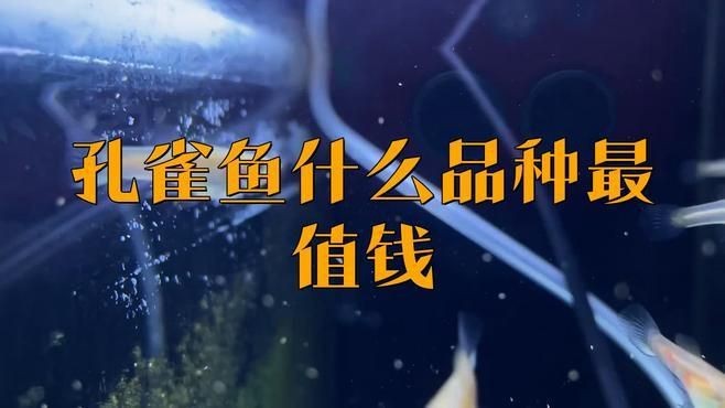 孔雀魚最貴三個品種【8種罕見高端孔雀魚,最后一種身價過千!】