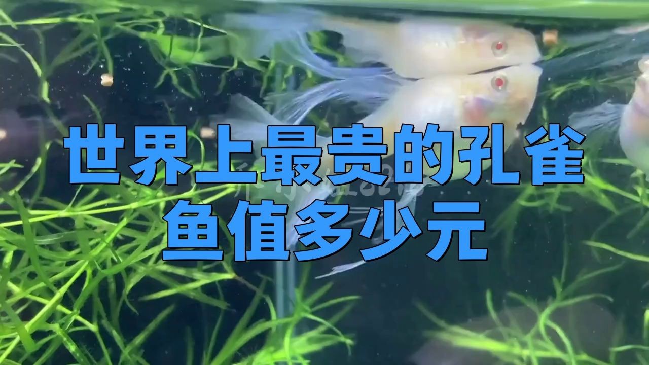 孔雀魚最貴三個品種【8種罕見高端孔雀魚,最后一種身價過千!】