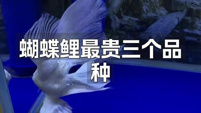 蝴蝶鯉什么品種最好看【01:18蝴蝶鯉魚品種揭秘,美麗與神秘并存】