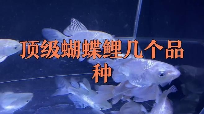 蝴蝶鯉什么品種最好看【01:18蝴蝶鯉魚品種揭秘,美麗與神秘并存】