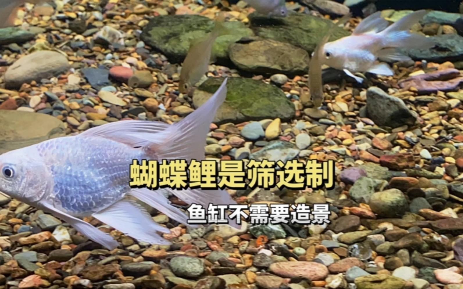 金龍魚的市場價(jià)格是多少？，金龍魚好賣嗎，