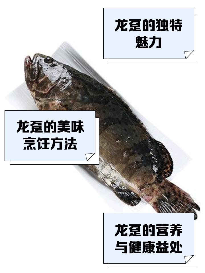 龍躉魚【《澈的礁盤內(nèi)海域，活動(dòng)水深可達(dá)60，龍躉魚是一種頗具典型的底層魚類】