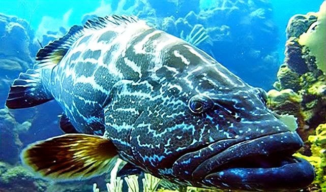龍躉魚【《澈的礁盤內(nèi)海域，活動(dòng)水深可達(dá)60，龍躉魚是一種頗具典型的底層魚類】