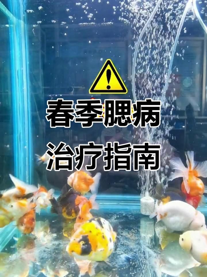 魚鰓腐爛有哪些治療方法【如何治療魚鰓腐爛】