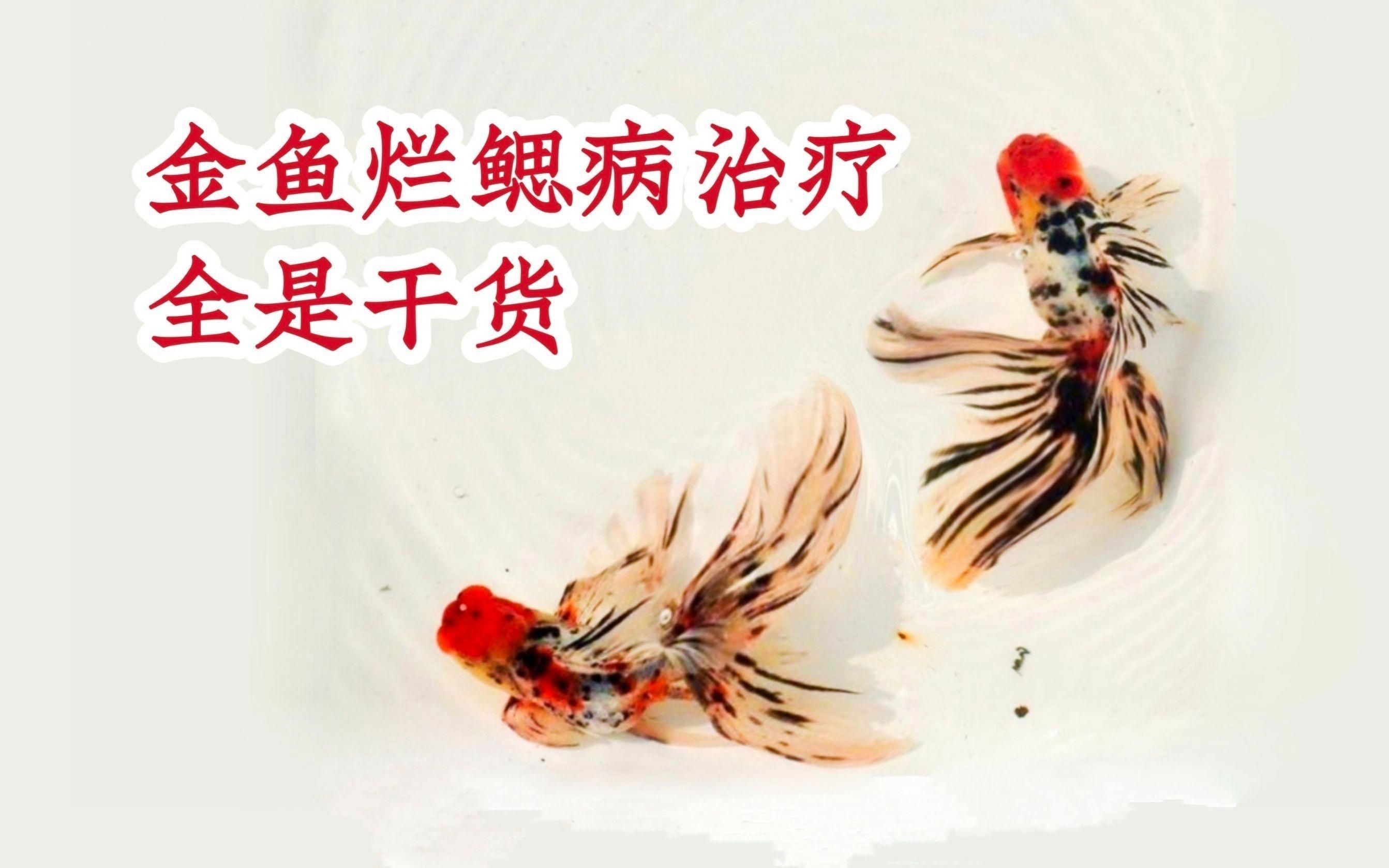 魚鰓腐爛有哪些治療方法【如何治療魚鰓腐爛】