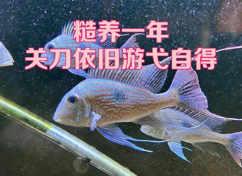 七彩和尚關刀能長多大【七彩神仙魚與關刀魚的區別】