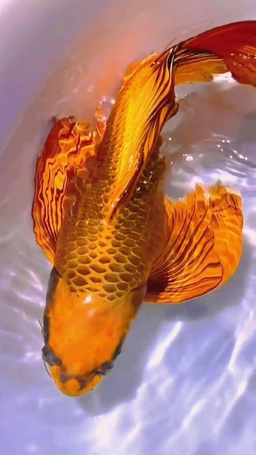 龍鳳錦鯉長(zhǎng)大以后的樣子【龍鳳錦鯉成年后的形態(tài)特征】 龍鳳錦鯉長(zhǎng)大以后的樣子【龍鳳錦鯉成年后的形態(tài)特征】 龍魚(yú)百科 第5張