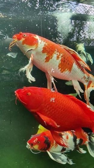 龍鳳錦鯉長(zhǎng)大以后的樣子【龍鳳錦鯉成年后的形態(tài)特征】 龍鳳錦鯉長(zhǎng)大以后的樣子【龍鳳錦鯉成年后的形態(tài)特征】 龍魚(yú)百科 第4張