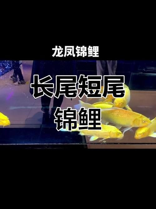 龍鳳錦鯉長(zhǎng)大以后的樣子【龍鳳錦鯉成年后的形態(tài)特征】 龍鳳錦鯉長(zhǎng)大以后的樣子【龍鳳錦鯉成年后的形態(tài)特征】 龍魚(yú)百科 第12張