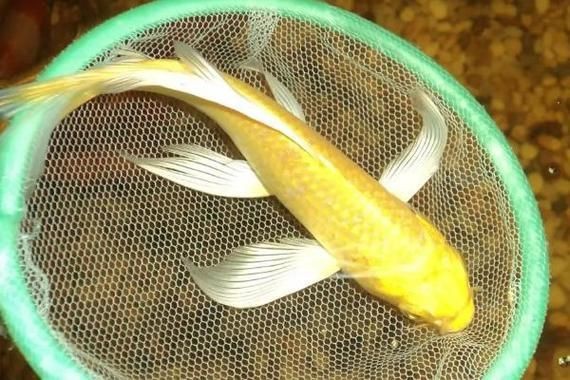龍鳳錦鯉長(zhǎng)大以后的樣子【龍鳳錦鯉成年后的形態(tài)特征】 龍鳳錦鯉長(zhǎng)大以后的樣子【龍鳳錦鯉成年后的形態(tài)特征】 龍魚(yú)百科 第9張