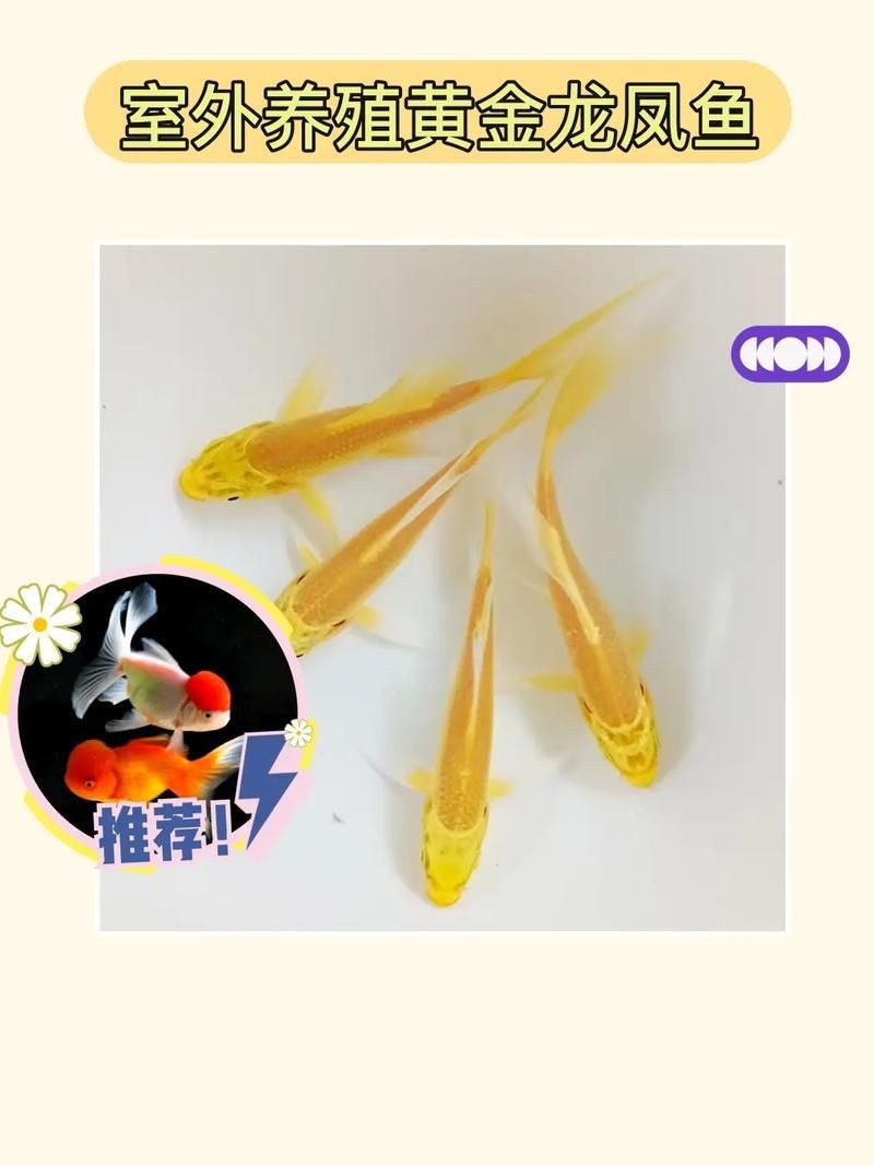 龍鳳錦鯉長(zhǎng)大以后的樣子【龍鳳錦鯉成年后的形態(tài)特征】 龍鳳錦鯉長(zhǎng)大以后的樣子【龍鳳錦鯉成年后的形態(tài)特征】 龍魚(yú)百科 第15張