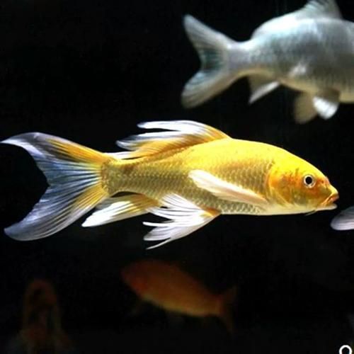 龍鳳錦鯉長(zhǎng)大以后的樣子【龍鳳錦鯉成年后的形態(tài)特征】 龍鳳錦鯉長(zhǎng)大以后的樣子【龍鳳錦鯉成年后的形態(tài)特征】 龍魚(yú)百科 第20張