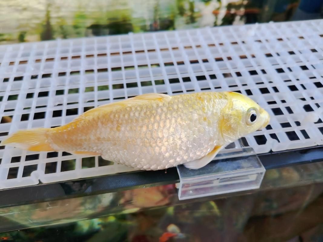 龍鳳錦鯉長(zhǎng)大以后的樣子【龍鳳錦鯉成年后的形態(tài)特征】 龍鳳錦鯉長(zhǎng)大以后的樣子【龍鳳錦鯉成年后的形態(tài)特征】 龍魚(yú)百科 第22張