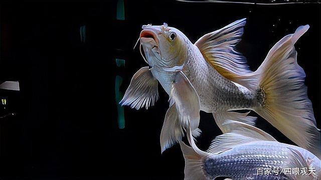龍鳳錦鯉長(zhǎng)大以后的樣子【龍鳳錦鯉成年后的形態(tài)特征】 龍鳳錦鯉長(zhǎng)大以后的樣子【龍鳳錦鯉成年后的形態(tài)特征】 龍魚(yú)百科 第28張