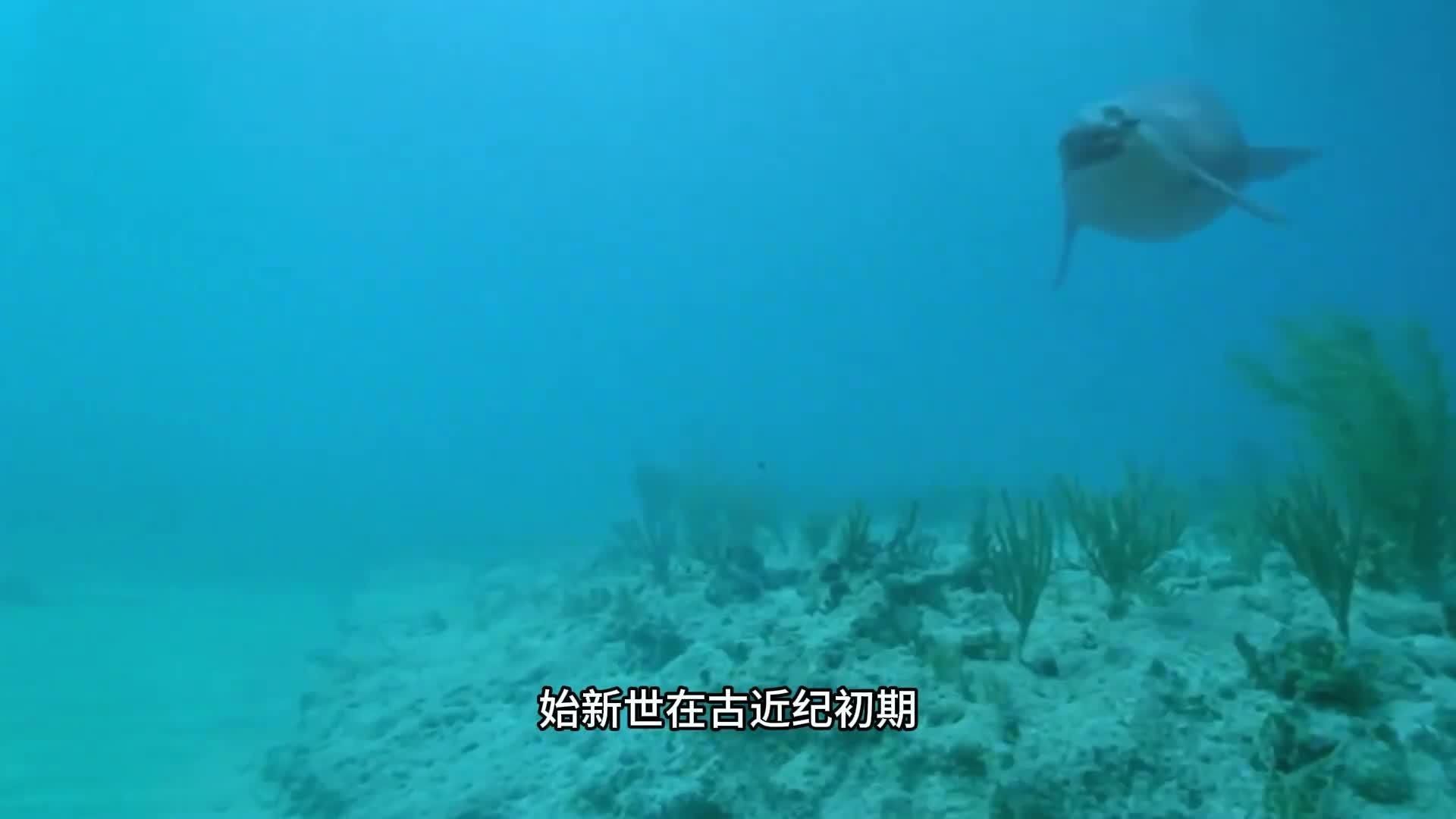 龍王鯨