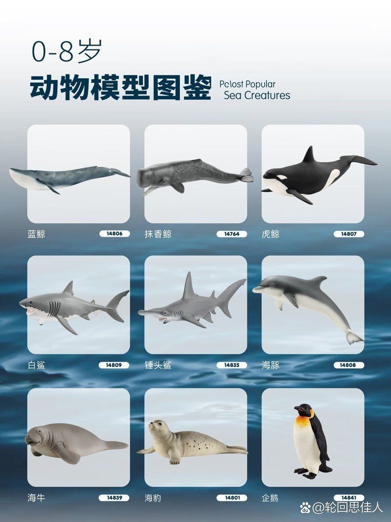 海洋動物名稱大全500種【海洋動物名稱大全】