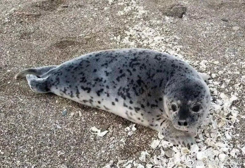 海洋動物名稱大全500種【海洋動物名稱大全】