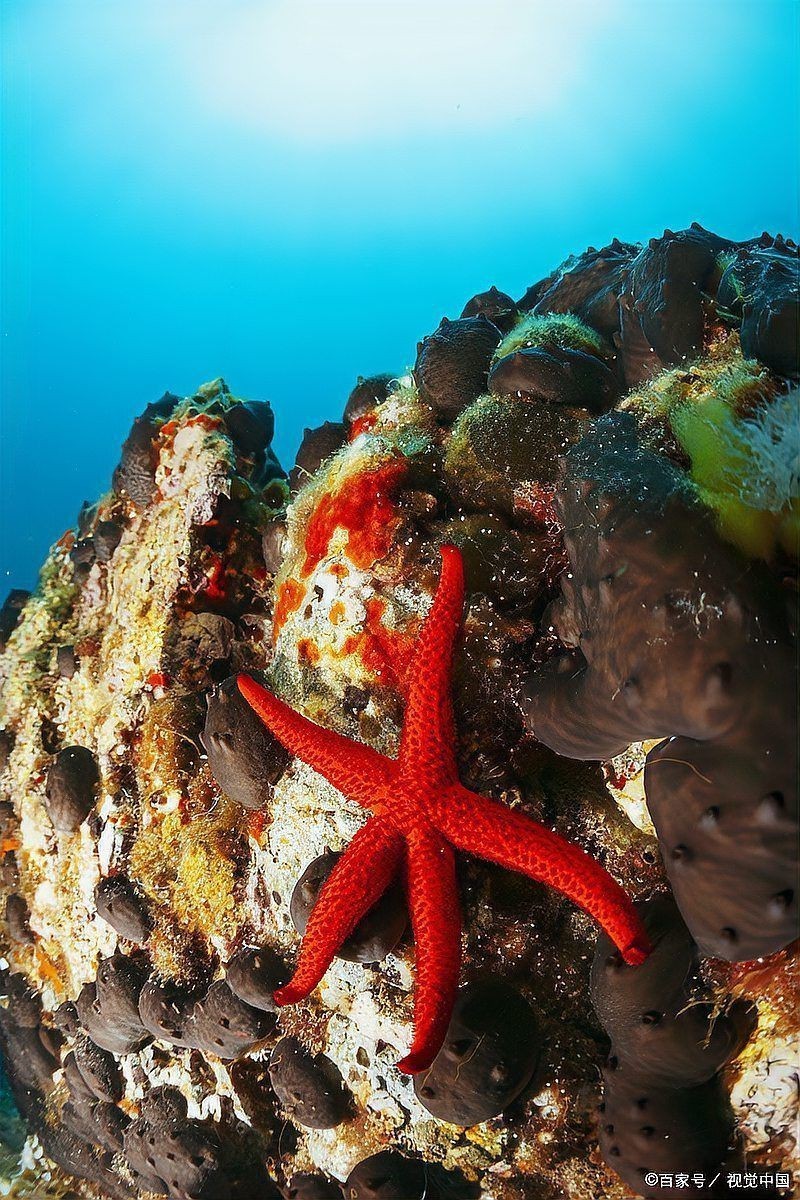 海洋動物名稱大全500種【海洋動物名稱大全】