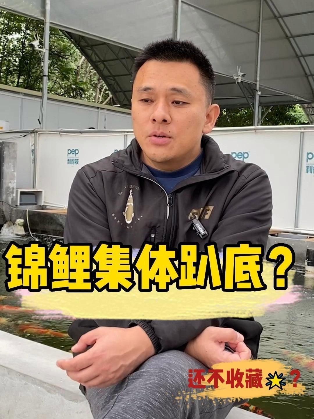 錦鯉趴缸底如何快速恢復?【錦鯉趴缸底怎么辦】 龍魚百科 第1張 錦鯉趴缸底如何快速恢復?【錦鯉趴缸底怎么辦】 錦鯉趴缸底如何快速恢復?【錦鯉趴缸底怎么辦】 龍魚百科 第1張