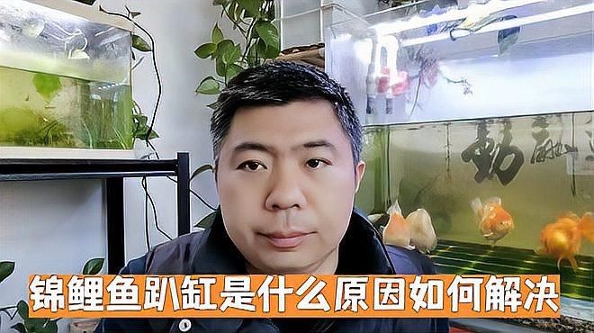 錦鯉趴缸底如何快速恢復?【錦鯉趴缸底怎么辦】 龍魚百科 第3張 錦鯉趴缸底如何快速恢復?【錦鯉趴缸底怎么辦】 錦鯉趴缸底如何快速恢復?【錦鯉趴缸底怎么辦】 龍魚百科 第3張