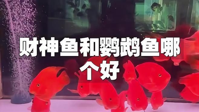 金剛鸚鵡魚好還是財神鸚鵡魚好【財神魚和金剛鸚鵡魚的區別】