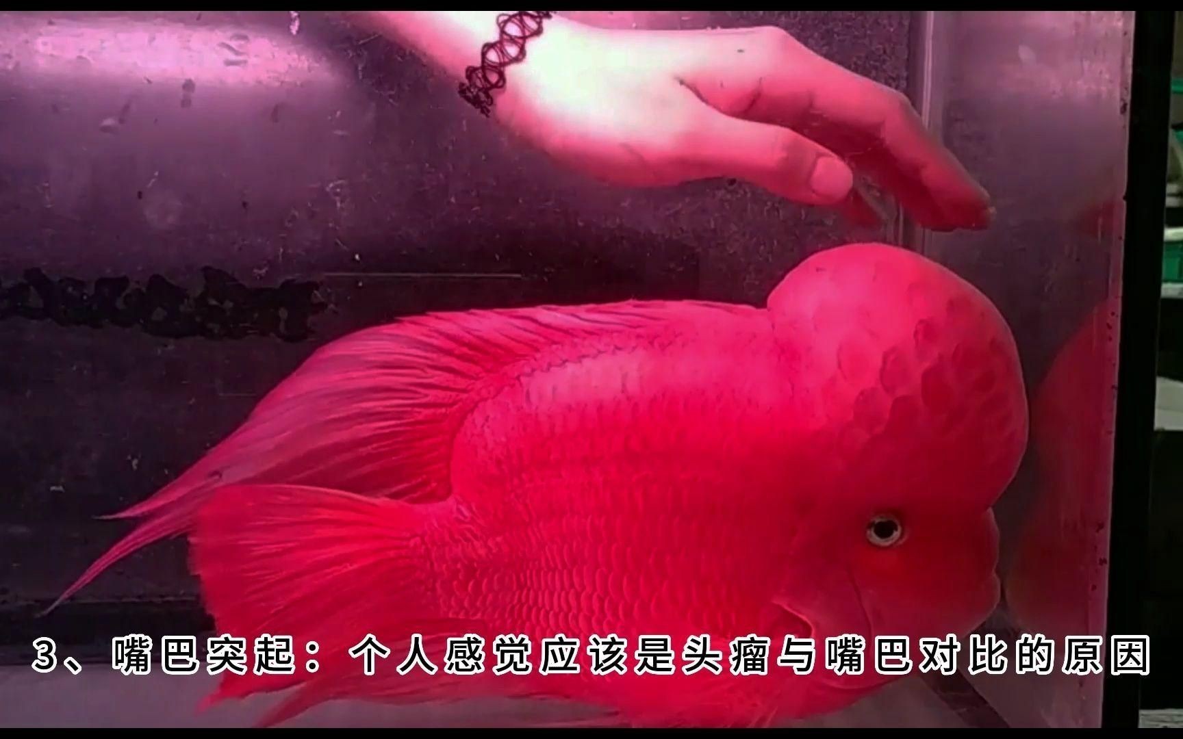 金剛鸚鵡魚好還是財神鸚鵡魚好【財神魚和金剛鸚鵡魚的區別】