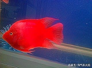 金剛鸚鵡魚好還是財神鸚鵡魚好【財神魚和金剛鸚鵡魚的區別】