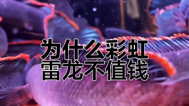 彩虹雷龍魚有哪些品種？【彩虹雷龍channagachua嗶哩養(yǎng)熱帶魚彩虹雷龍的分享】